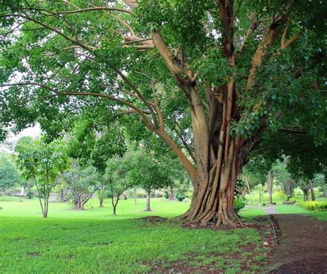 NARRA TREE .